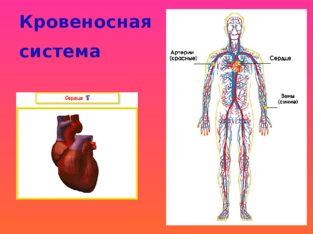 Кровеносная система 