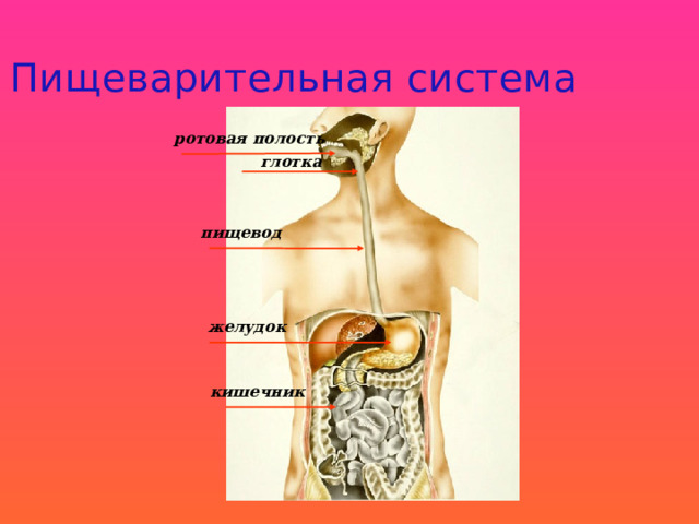 Пищеварительная система ротовая полость глотка пищевод желудок кишечник 10 