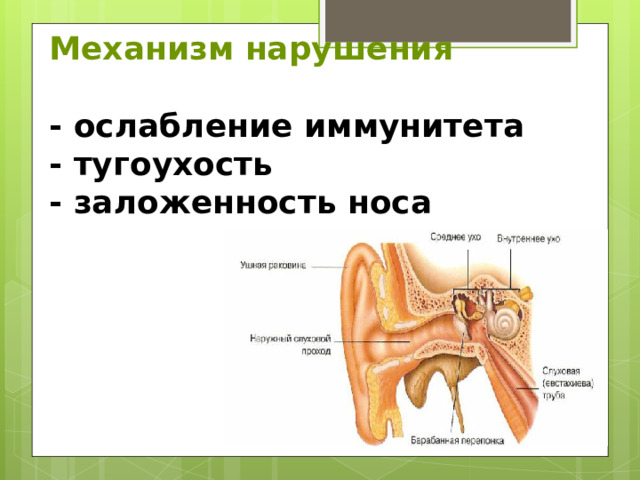 Механизм нарушения   -  ослабление иммунитета  - тугоухость  - заложенность носа   