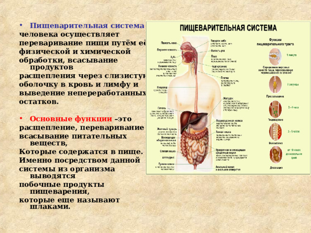 Пищеварительная система человека осуществляет переваривание пищи путём её физической и химической обработки, всасывание продуктов расщепления через слизистую оболочку в кровь и лимфу и выведение непереработанных остатков.  Основные функции –это расщепление, переваривание и всасывание питательных веществ, Которые содержатся в пище. Именно посредством данной системы из организма выводятся побочные продукты пищеварения, которые еще называют шлаками.  