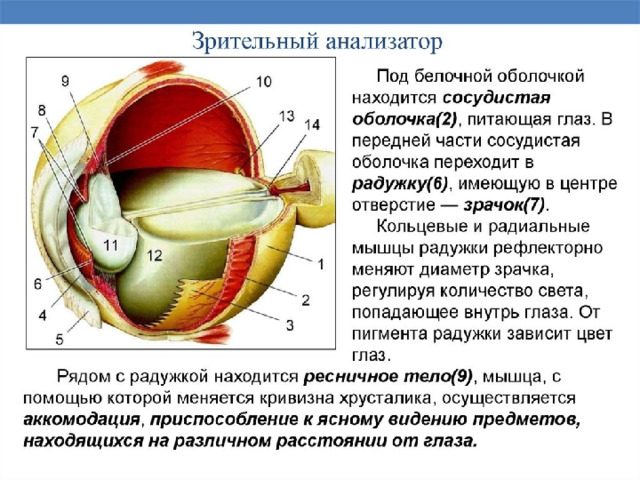 Стенками глазного яблока служат оболочки а белочная б