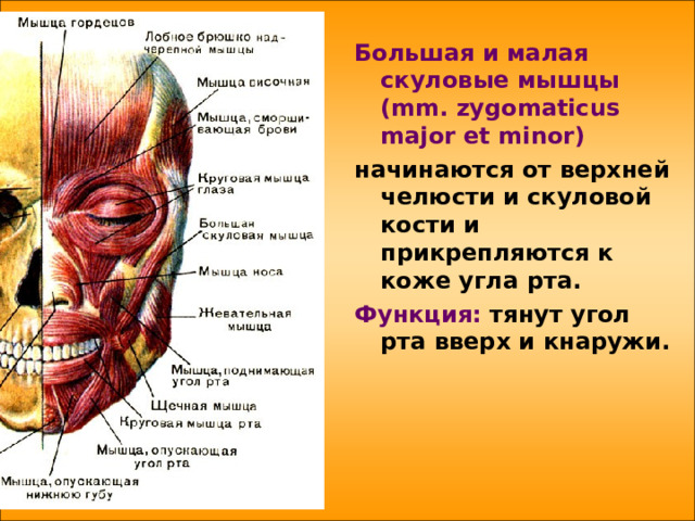  Большая и малая скуловые мышцы  ( mm . zygomaticus major et minor ) начинаются от верхней челюсти и скуловой кости и прикрепляются к коже угла рта. Функция: тянут угол рта вверх и кнаружи.  