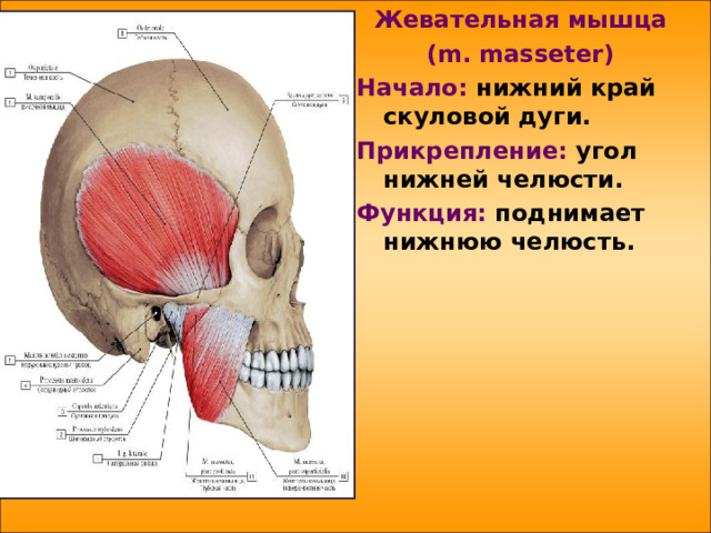 Жевательная мышца  (m. masseter ) Начало: нижний край скуловой дуги. Прикрепление: угол нижней челюсти. Функция: поднимает нижнюю челюсть.   