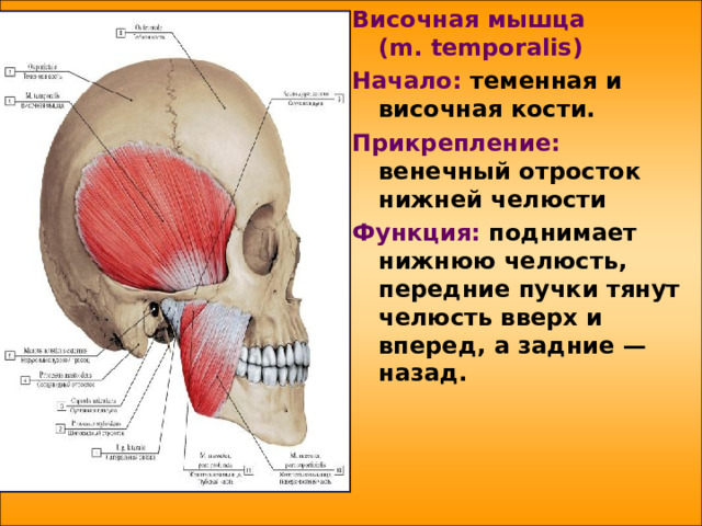 Височная мышца