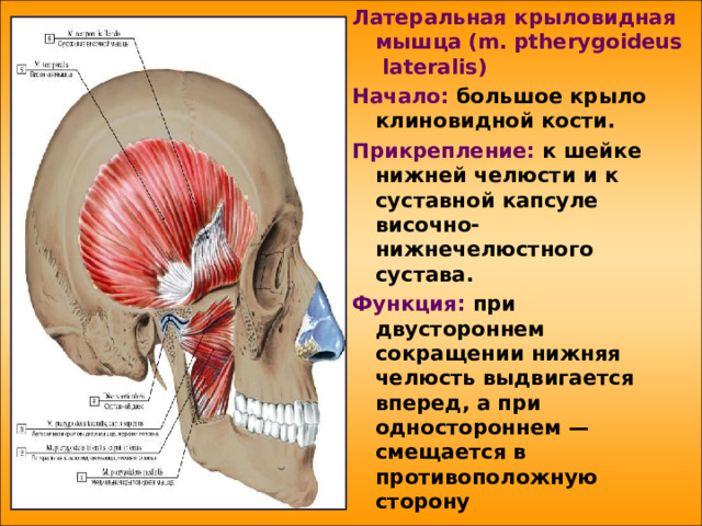 Латеральная крыловидная мышца  ( m . ptherygoideus  lateralis ) Начало: большое крыло клиновидной кости. Прикрепление: к шейке нижней челюсти и к суставной капсуле височно-нижнечелюстного сустава. Функция: при двустороннем сокращении нижняя челюсть выдвигается вперед, а при одностороннем — смещается в противоположную сторону     