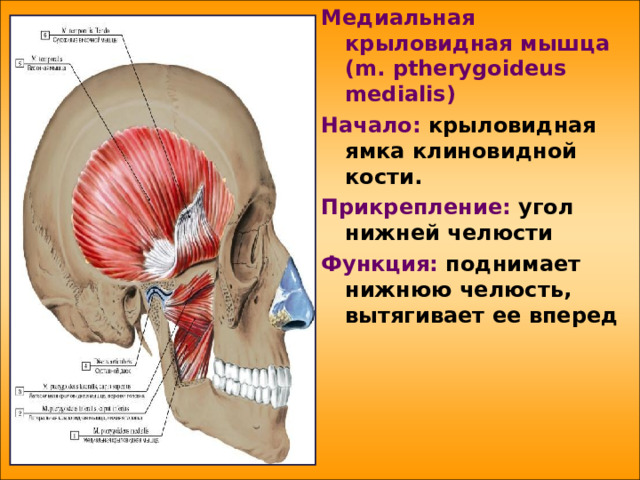Медиальная крыловидная мышца  ( m . ptherygoideus medialis ) Начало: крыловидная ямка клиновидной кости. Прикрепление: угол нижней челюсти Функция: поднимает нижнюю челюсть, вытягивает ее вперед     