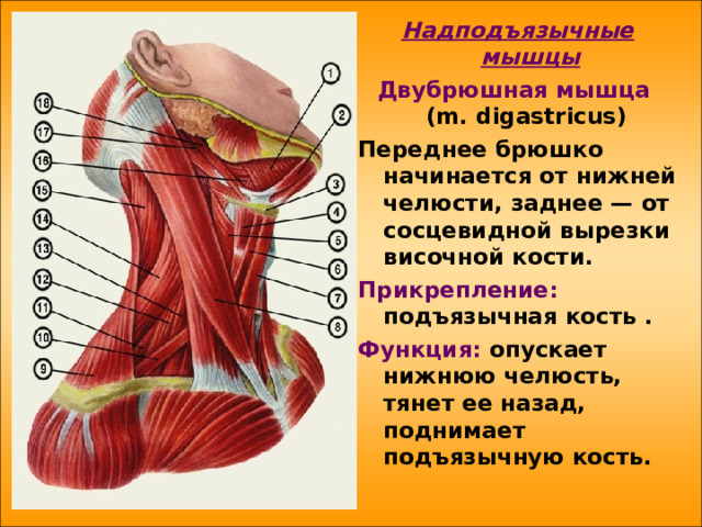 Надподъязычные мышцы Двубрюшная мышца   (m. digastricus ) Переднее брюшко начинается от нижней челюсти, заднее — от сосцевидной вырезки височной кости. Прикрепление: подъязычная кость . Функция: опускает нижнюю челюсть, тянет ее назад, поднимает подъязычную кость. 
