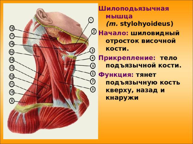 Шилоподьязычная мышца   ( m .  stylohyoideus ) Начало:  шиловидный отросток височной кости. Прикрепление: тело подъязычной кости. Функция: тянет подъязычную кость кверху, назад и кнаружи  