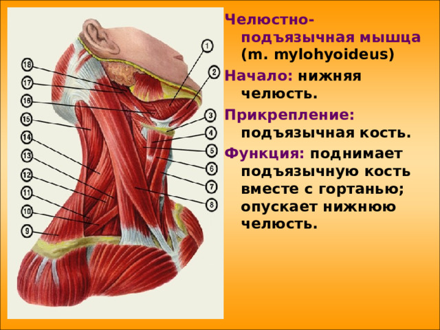 Мышцы расположенные ниже подъязычной кости