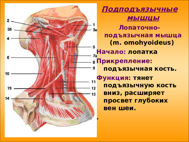 Подподъязычные мышцы Лопаточно-подъязычная мышца  ( m . omohyoideus )  Начало:  лопатка Прикрепление: подъязычная кость. Функция: тянет подъязычную кость вниз, расширяет просвет глубоких вен шеи. . 