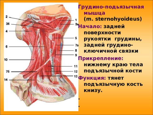 Грудино-подьязычная мышца  ( m . sternohyoideus ) Начало:  задней поверхности рукоятки грудины, задней грудино-ключичной связки Прикрепление: нижнему краю тела подъязычной кости Функция: тянет подъязычную кость книзу. . . 