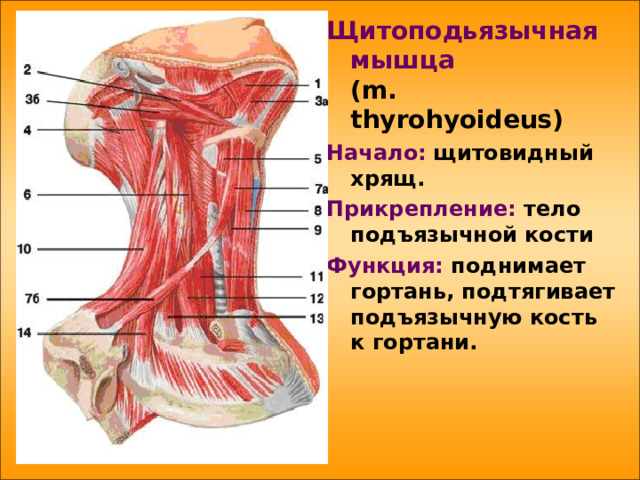 Щитоподьязычная мышца   ( m . thyrohyoideus ) Начало:  щитовидный хрящ. Прикрепление: тело подъязычной кости Функция: поднимает гортань, подтягивает подъязычную кость к гортани. 
