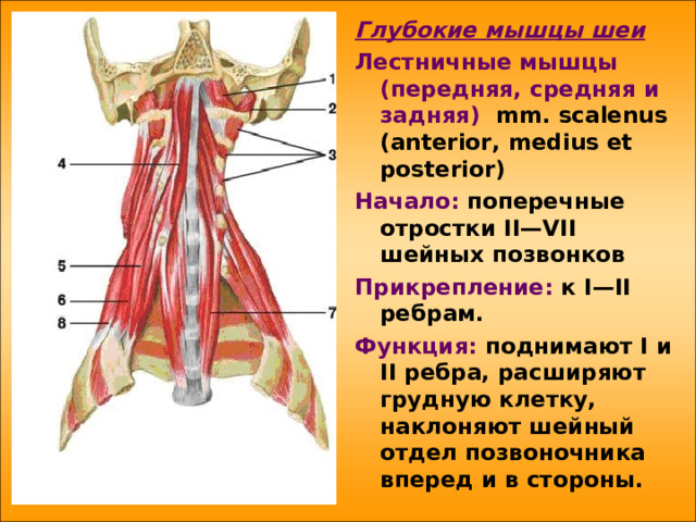 Глубокие мышцы шеи Лестничные мышцы (передняя, средняя и задняя) mm . scalenus ( anterior , medius et posterior ) Начало:  поперечные отростки II—VII шейных позвонков Прикрепление: к I —II ребрам. Функция: поднимают I и II ребра, расширяют грудную клетку, наклоняют шейный отдел позвоночника вперед и в стороны.   