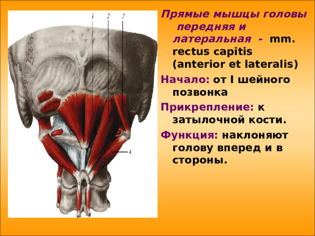 Прямые мышцы головы  передняя  и латеральная - mm . rectus capitis ( anterior et lateralis ) Начало:  от I шейного позвонка Прикрепление: к затылочной кости. Функция: наклоняют голову вперед и в стороны.    