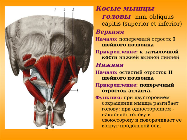 Косые мышцы головы  mm .  obliquus capitis ( superior et inferior ) Верхняя  Начало: поперечный отростк  I шейного позвонка Прикрепление: к затылочной кости нижней выйной линией Нижняя Начало: остистый отросток II шейного позвонка Прикрепление: поперечный отросток атланта. Функция: при двустороннем сокращении мышца разгибает голову; при одностороннем - наклоняет голову в своюсторону и поворачивает ее вокруг продольной оси. 