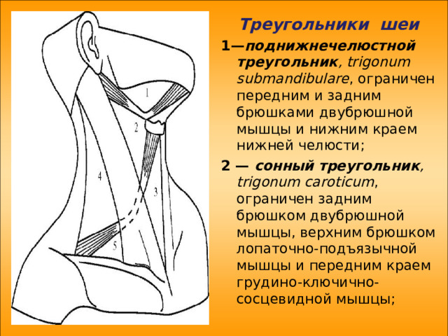 Треугольники шеи 1— поднижнечелюстной треугольник , trigonum submandibulare , ограничен передним и задним брюшками двубрюшной мышцы и нижним краем нижней челюсти; 2 — сонный треугольник , trigonum caroticum , ограничен задним брюшком двубрюшной мышцы, верхним брюшком лопаточно-подъязычной мышцы и передним краем грудино-ключично-сосцевидной мышцы; 