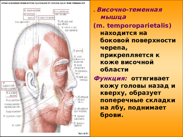   . Височно-теменная мышца  ( m . temporoparietalis ) находится на боковой поверхности черепа, прикрепляется к коже височной области Функция: оттягивает кожу головы назад и кверху, образует поперечные складки на лбу, поднимает брови.  