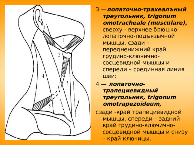 3 — лопаточно-трахеалъный треугольник, trigonum omotracheale (musculare) , сверху - верхнее брюшко лопаточно-подъязычной мышцы, сзади – передненижний край грудино-ключично-сосцевидной мышцы и спереди – срединная линия шеи; 4 — лопаточно-трапециевидный треугольник, trigonum omotrapezoideum , сзади -край трапециевидной мышцы, спереди – задний край грудино-ключично-сосцевидной мышцы и снизу – край ключицы. 