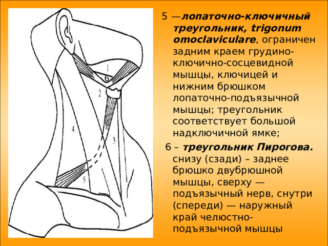 5 — лопаточно-ключичный треугольник, trigonum omoclaviculare , ограничен задним краем грудино-ключично-сосцевидной мышцы, ключицей и нижним брюшком лопаточно-подъязычной мышцы; треугольник соответствует большой надключичной ямке;  6 – треугольник Пирогова. снизу (сзади) – заднее брюшко двубрюшной мышцы , сверху — подъязычный нерв, снутри (спереди) — наружный край челюстно-подъязычной мышцы 6 