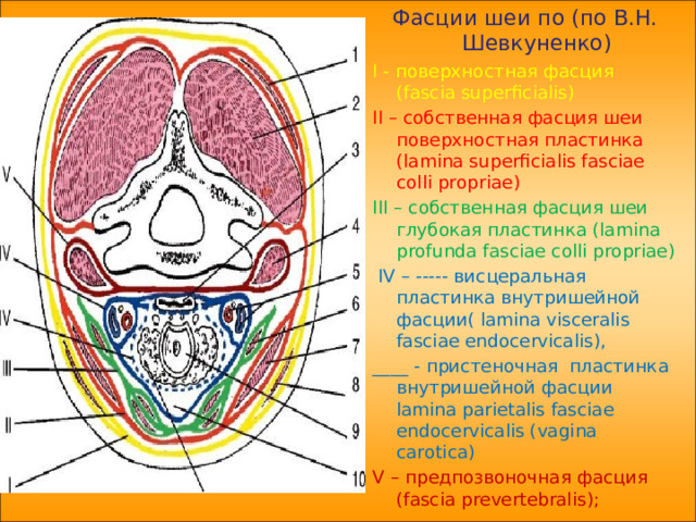 Фасции шеи схема