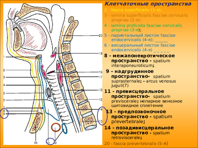 Клетчаточные пространства шеи схема