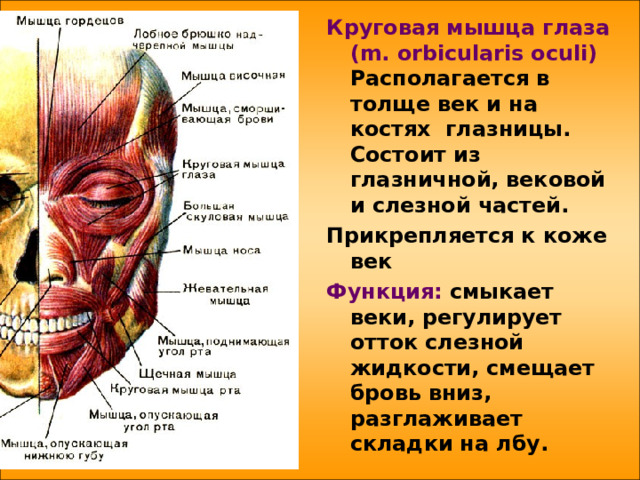   Круговая мышца глаза  ( m . orbicularis oculi ) Располагается в толще век и на костях глазницы. Состоит из глазничной, вековой и слезной частей. Прикрепляется к коже век Функция: смыкает веки, регулирует отток слезной жидкости, смещает бровь вниз, разглаживает складки на лбу.  