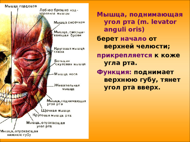 Поднимающая угол рта. Мышца, поднимающая угол рта m. levator Anguli Oris. Мышца поднимающая угол рта. Мышца поднимающая угол рта функции. Мышца поднимающая верхнюю губу начало.