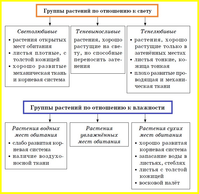 Отношение растений. Растения по отношению к свету таблица. Группы растений по отношению к свету. Группы растений по отношению к свету таблица. Экологические группы растений по отношению к свету таблица.