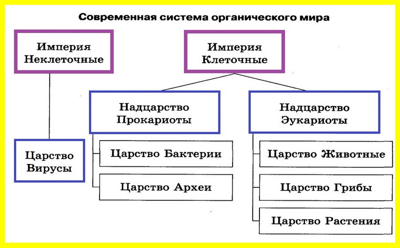 Схема классификация живого мира