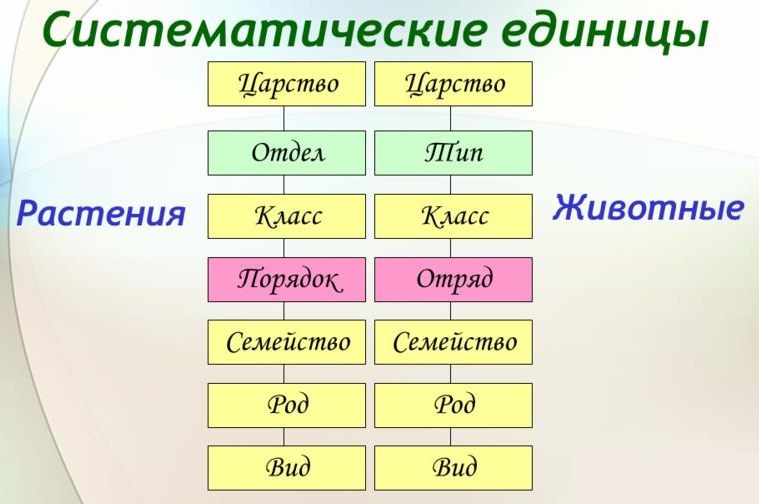 Проект систематика растений