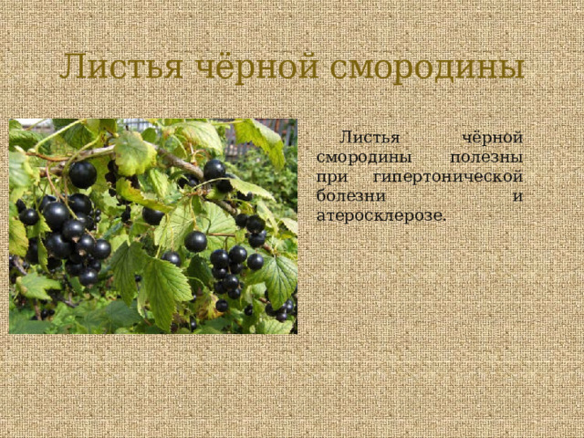 Листья чёрной смородины Листья чёрной смородины полезны при гипертонической болезни и атеросклерозе. 