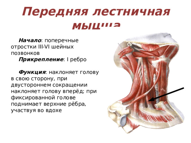 Передняя лестничная мышца Начало : поперечные отростки III-VI шейных позвонков Прикрепление : I ребро Функция : наклоняет голову в свою сторону, при двустороннем сокращении наклоняет голову вперёд; при фиксированной голове поднимает верхние рёбра, участвуя во вдохе 