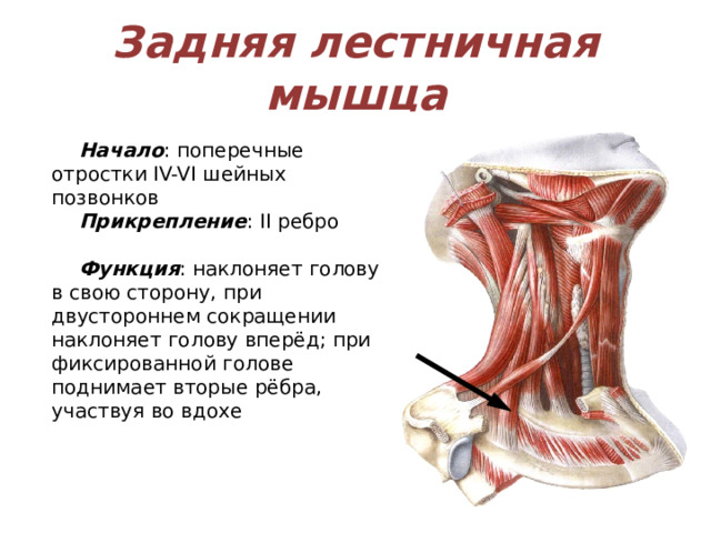 Задняя лестничная мышца Начало : поперечные отростки IV-VI шейных позвонков Прикрепление : II ребро Функция : наклоняет голову в свою сторону, при двустороннем сокращении наклоняет голову вперёд; при фиксированной голове поднимает вторые рёбра, участвуя во вдохе 