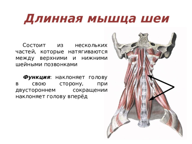 Длинная мышца шеи Состоит из нескольких частей, которые натягиваются между верхними и нижними шейными позвонками Функция : наклоняет голову в свою сторону, при двустороннем сокращении наклоняет голову вперёд 