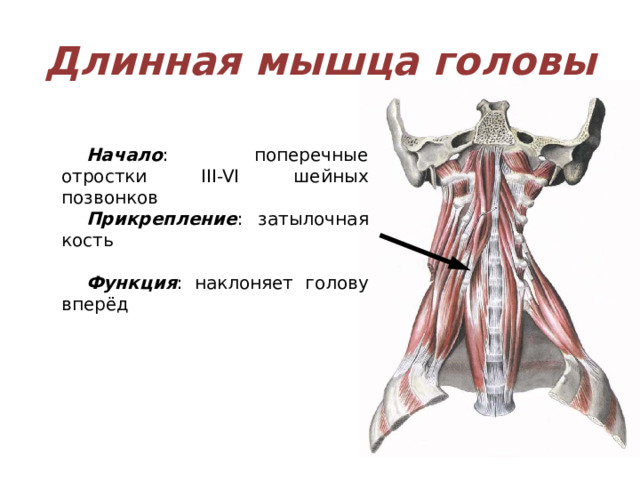 Длинная мышца головы Начало : поперечные отростки III-VI шейных позвонков Прикрепление : затылочная кость Функция : наклоняет голову вперёд 