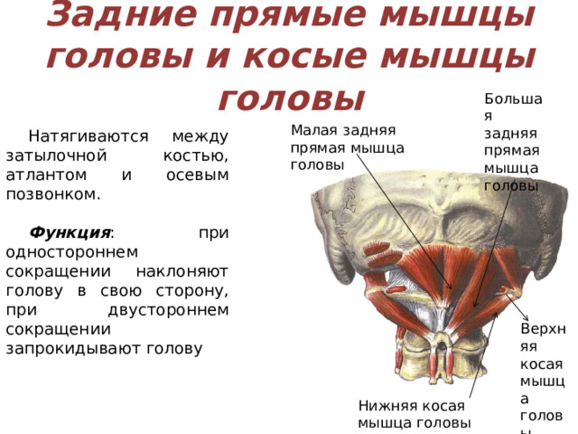 Задние прямые мышцы головы и косые мышцы головы Большая задняя прямая мышца головы Малая задняя прямая мышца головы Натягиваются между затылочной костью, атлантом и осевым позвонком. Функция : при одностороннем сокращении наклоняют голову в свою сторону, при двустороннем сокращении запрокидывают голову Верхняя косая мышца головы Нижняя косая мышца головы 