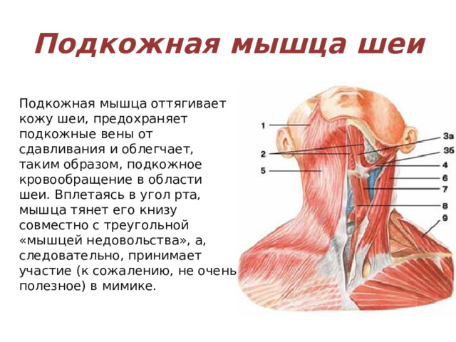 Подкожная мышца шеи Подкожная мышца оттягивает кожу шеи, предохраняет подкожные вены от сдавливания и облегчает, таким образом, подкожное кровообращение в области шеи. Вплетаясь в угол рта, мышца тянет его книзу совместно с треугольной «мышцей недовольства», а, следовательно, принимает участие (к сожалению, не очень полезное) в мимике. 