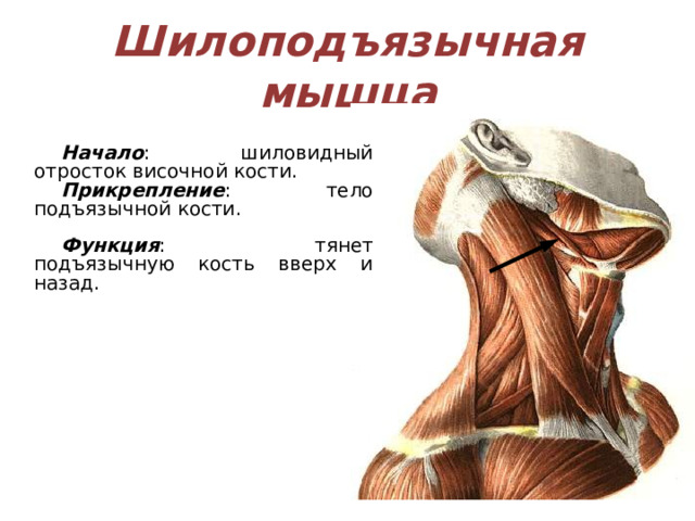 Шилоподъязычная мышца Начало : шиловидный отросток височной кости. Прикрепление : тело подъязычной кости.  Функция : тянет подъязычную кость вверх и назад. 