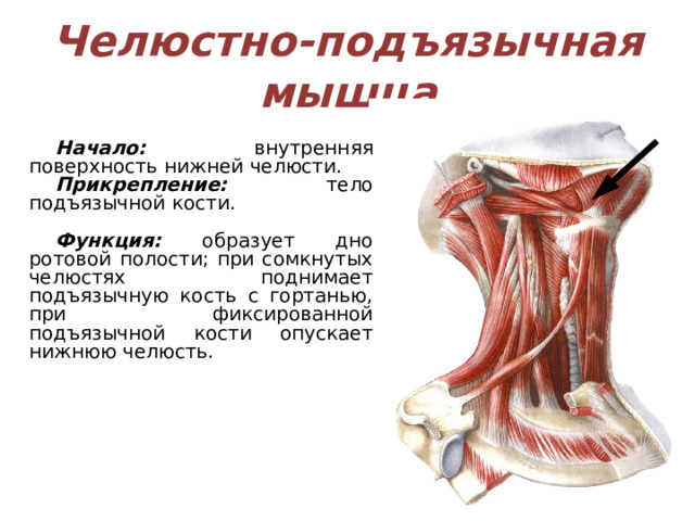 Челюстно-подъязычная мышца Начало: внутренняя поверхность нижней челюсти. Прикрепление: тело подъязычной кости.  Функция: образует дно ротовой полости; при сомкнутых челюстях поднимает подъязычную кость с гортанью, при фиксированной подъязычной кости опускает нижнюю челюсть.  