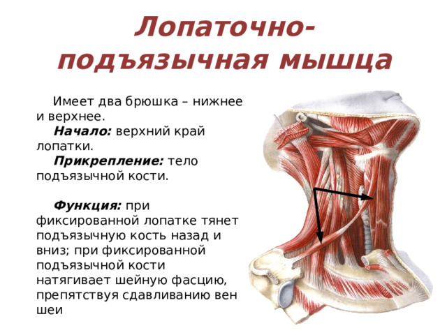 Лопаточно-подъязычная мышца Имеет два брюшка – нижнее и верхнее. Начало: верхний край лопатки. Прикрепление: тело подъязычной кости.  Функция: при фиксированной лопатке тянет подъязычную кость назад и вниз; при фиксированной подъязычной кости натягивает шейную фасцию, препятствуя сдавливанию вен шеи 