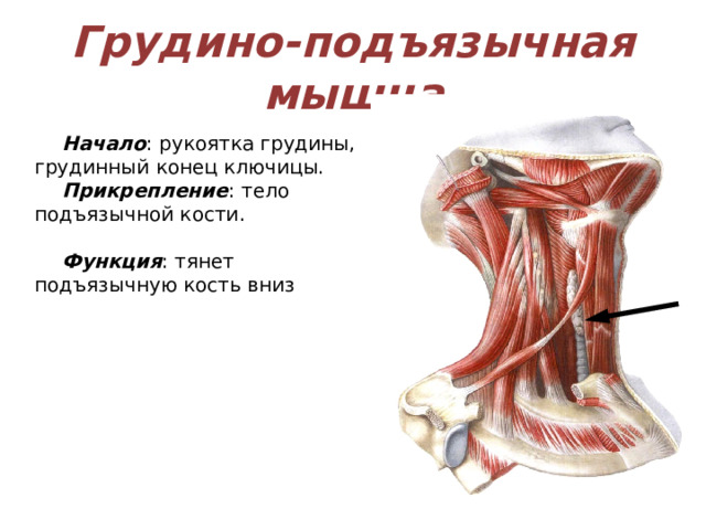 Грудино-подъязычная мышца Начало : рукоятка грудины, грудинный конец ключицы. Прикрепление : тело подъязычной кости. Функция : тянет подъязычную кость вниз 