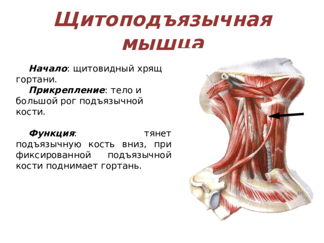 Щитоподъязычная мышца Начало : щитовидный хрящ гортани. Прикрепление : тело и большой рог подъязычной кости. Функция : тянет подъязычную кость вниз, при фиксированной подъязычной кости поднимает гортань. 