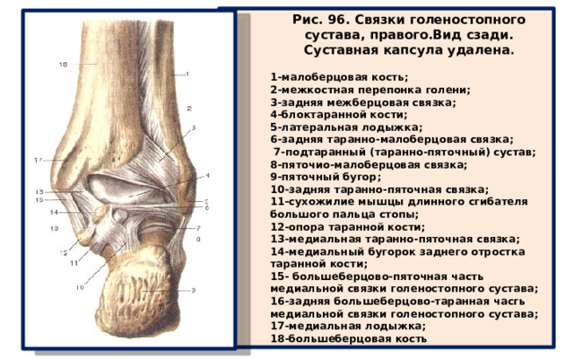 Рис. 96. Связки голеностопного сустава, правого.Вид сзади. Суставная капсула удалена .  1-малоберцовая кость; 2-межкостная перепонка голени; 3-задняя межберцовая связка; 4-блоктаранной кости; 5-латеральная лодыжка; 6-задняя таранно-малоберцовая связка;  7-подтаранный (таранно-пяточный) сустав; 8-пяточио-малоберцовая связка; 9-пяточный бугор; 10-задняя таранно-пяточная связка; 11-сухожилие мышцы длинного сгибателя большого пальца стопы; 12-опора таранной кости; 13-медиальная таранно-пяточная связка; 14-медиальный бугорок заднего отростка таранной кости; 15- большеберцово-пяточная часть медиальной связки голеностопного сустава; 16-задняя большеберцово-таранная часгь медиальной связки голеностопного сустава; 17-медиальная лодыжка; 18-большеберцовая кость 