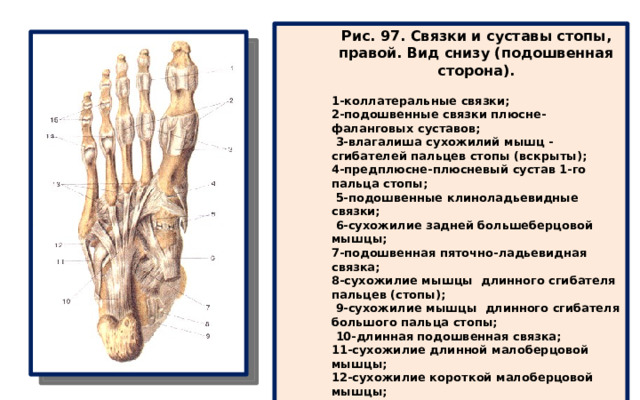 Рис. 97. Связки и суставы стопы, правой. Вид снизу (подошвенная сторона).  1-коллатеральные связки; 2-подошвенные связки плюсне-фаланговых суставов;  3-влагалиша сухожилий мышц - сгибателей пальцев стопы (вскрыты); 4-предплюсне-плюсневый сустав 1-го пальца стопы;  5-подошвенные клиноладьевидные связки;  6-сухожилие задней большеберцовой мышцы; 7-подошвенная пяточно-ладьевидная связка; 8-сухожилие мышцы длинного сгибателя пальцев (стопы);  9-сухожилие мышцы длинного сгибателя большого пальца стопы;  10-длинная подошвенная связка; 11-сухожилие длинной малоберцовой мышцы; 12-сухожилие короткой малоберцовой мышцы; 13-межкостные плюсневые связки; 14-плюсне-фаланговые суставы (вскрыты); 15-межфаланговые суставы (вскрыты). 