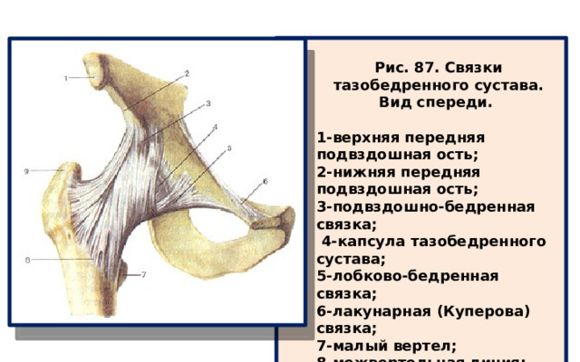  Рис. 87. Связки тазобедренного сустава. Вид спереди.  1-верхняя передняя подвздошная ость; 2-нижняя передняя подвздошная ость; 3-подвздошно-бедренная связка;  4-капсула тазобедренного сустава; 5-лобково-бедренная связка; 6-лакунарная (Куперова) связка; 7-малый вертел; 8-межвертельная линия; 9-болыиой вертел. 