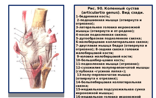 Коленный сустав вид сбоку фото
