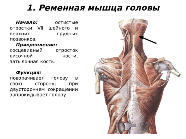 1. Ременная мышца головы Начало: остистые отростки VII шейного и верхних грудных позвонков. Прикрепление: сосцевидный отросток височной кости, затылочная кость. Функция: поворачивает голову в свою сторону; при двустороннем сокращении запрокидывает голову   