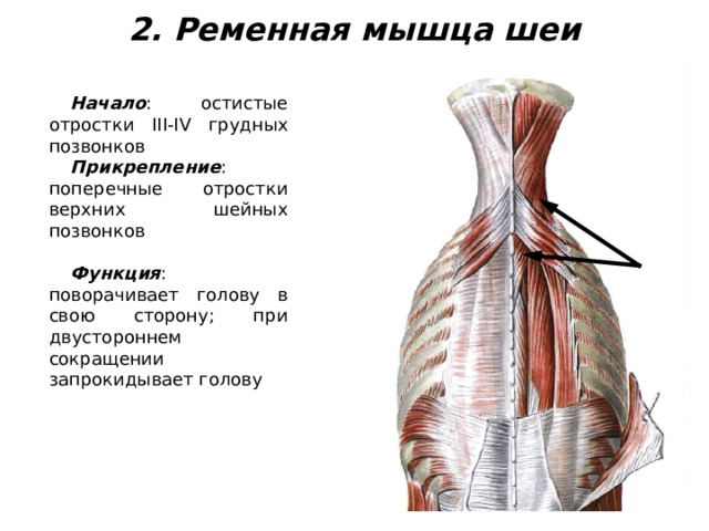 2. Ременная мышца шеи Начало : остистые отростки III - IV грудных позвонков Прикрепление : поперечные отростки верхних шейных позвонков Функция : поворачивает голову в свою сторону; при двустороннем сокращении запрокидывает голову 