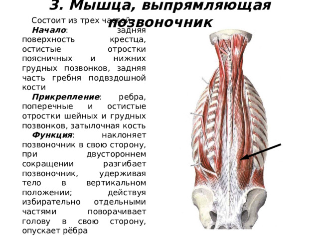 3. Мышца, выпрямляющая позвоночник Состоит из трех частей. Начало : задняя поверхность крестца, остистые отростки поясничных и нижних грудных позвонков, задняя часть гребня подвздошной кости Прикрепление : ребра, поперечные и остистые отростки шейных и грудных позвонков, затылочная кость Функция : наклоняет позвоночник в свою сторону, при двустороннем сокращении разгибает позвоночник, удерживая тело в вертикальном положении; действуя избирательно отдельными частями поворачивает голову в свою сторону, опускает рёбра 