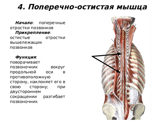 4. Поперечно-остистая мышца Начало : поперечные отростки позвонков Прикрепление : остистые отростки вышележащих позвонков Функция : поворачивает позвоночник вокруг продольной оси в противоположную сторону, наклоняет его в свою сторону; при двустороннем сокращении разгибает позвоночник 